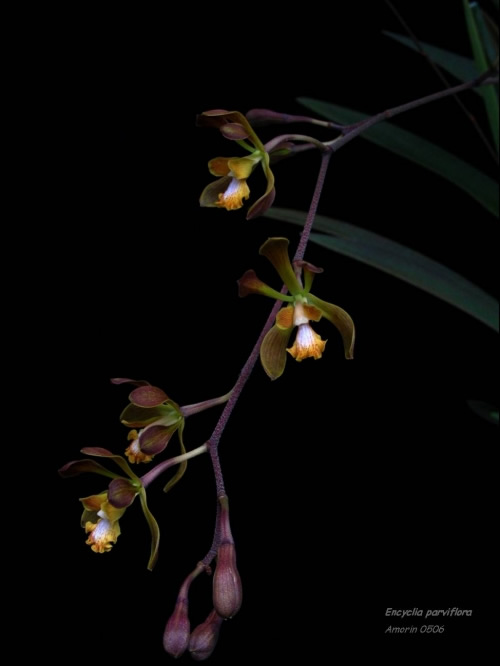 Encyclia alata subsp. parviflora